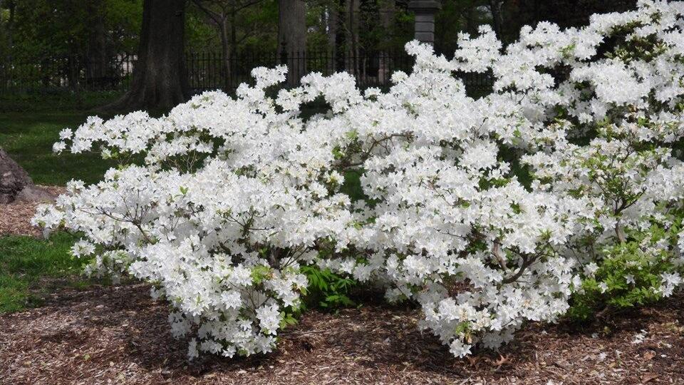 Keep watering azaleas until soil is frozen